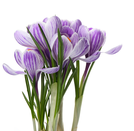 Beautiful crocus flowers isolated on whiteの写真素材