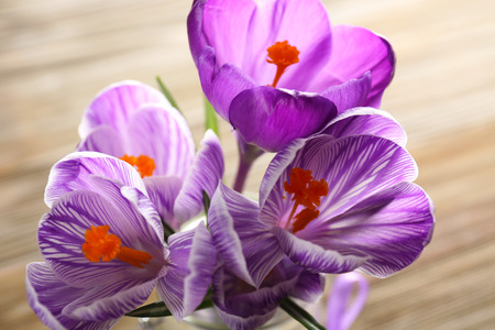 Beautiful crocus flowers in glass vase on wooden table closeup