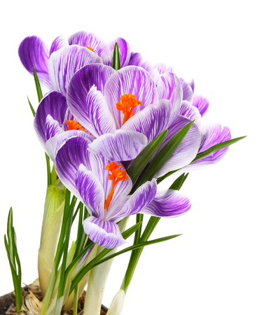 Beautiful crocus flowers isolated on whiteの写真素材