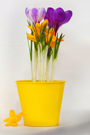 Beautiful crocus flowers on shelf, indoorsの写真素材