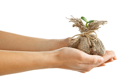 Female hands holding young plant in a bag isolated on whiteの写真素材