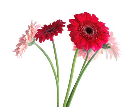 Bouquet of gerbers isolated on whiteの写真素材