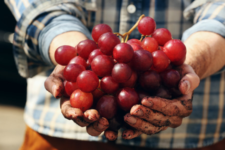 Man holding big bunch of grapes