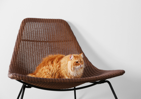 Cute ginger cat on wicker chairの写真素材