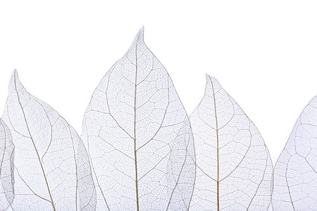 Skeleton leaves isolated on whiteの写真素材