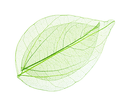 Skeleton leaves isolated on white