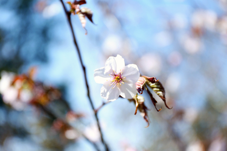Fruit tree flowers in blossom on blue sky backgroundの写真素材