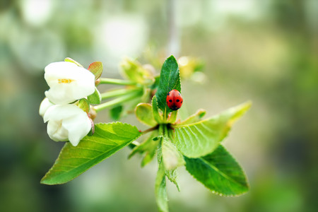 Blooming tree branches in spring, closeupの写真素材
