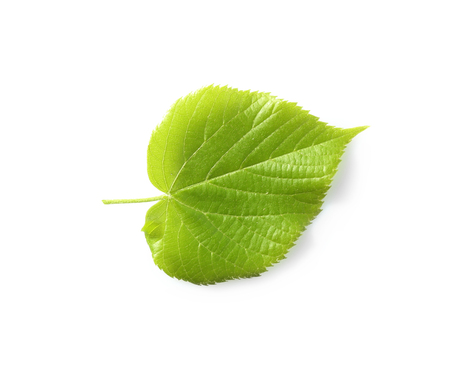 Green leaf isolated on whiteの写真素材