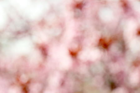 Blurred photo of blooming tree branches in spring, closeupの写真素材