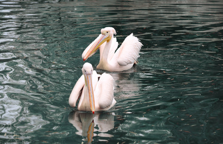 Big white pelicans at the zooの写真素材