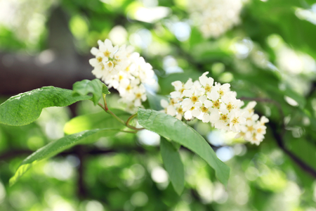 Flowers of the cherry blossoms on a spring dayの写真素材