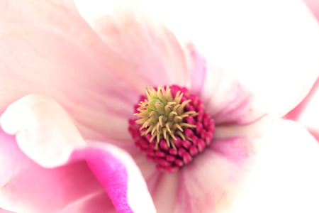 Beautiful pink flower, closeupの写真素材