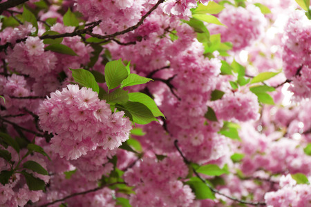Sakura flowers on a spring day