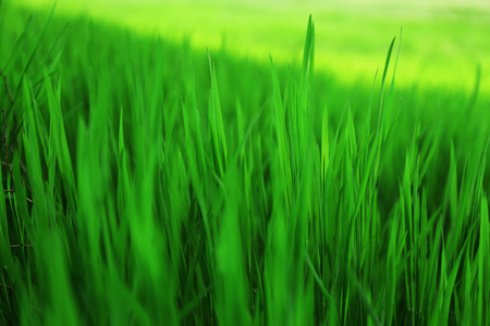 Green grass outdoorsの写真素材