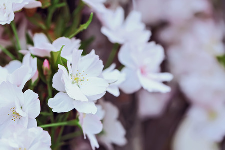 Fresh spring blooming branchesの写真素材