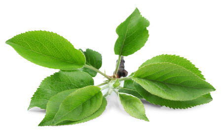 Green leaves, isolated on white