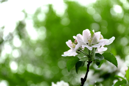 Blossoming fruit treeの写真素材
