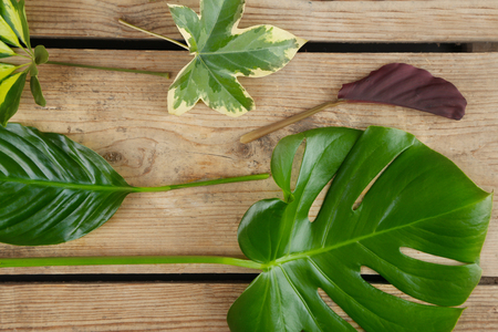 Various leaves on wooden backgroundの写真素材