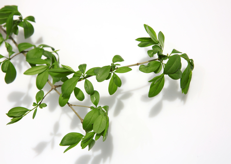 Twig of tree isolated on whiteの写真素材