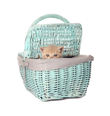 Small cute kitten in wicker basket, isolated on whiteの写真素材