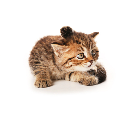 Small cute kitten, isolated on whiteの写真素材