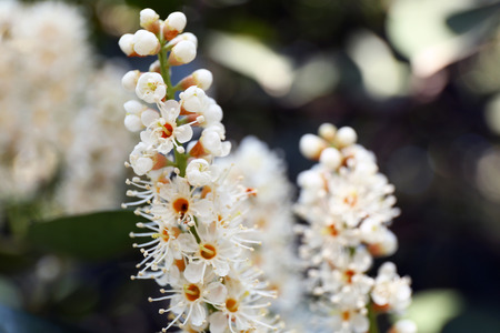 Beautiful blooming flowers outdoors.の写真素材