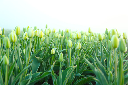 Field of beautiful blooming tulipsの写真素材