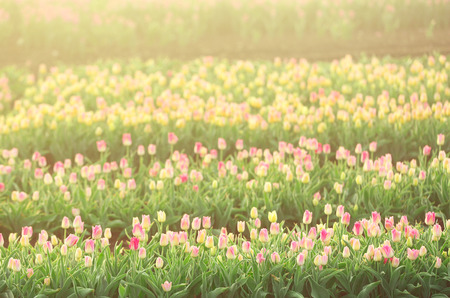 Field of beautiful blooming tulipsの写真素材