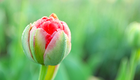 Beautiful young tulipの写真素材