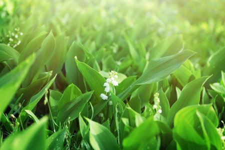 Lily-of-the-valley flowers, closeupの写真素材