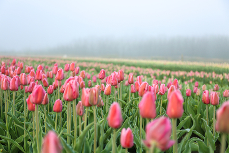 Field of beautiful blooming tulipsの写真素材