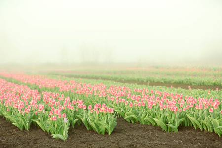 Field of beautiful blooming tulipsの写真素材