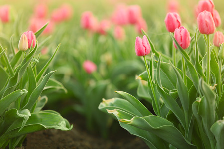 Field of beautiful blooming tulips