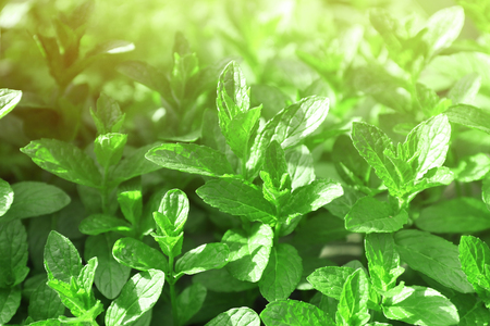 Fresh mint background, closeupの写真素材