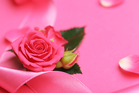 Fresh roses with ribbon on pink backgroundの写真素材