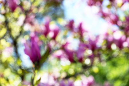 Blooming branches, close upの写真素材