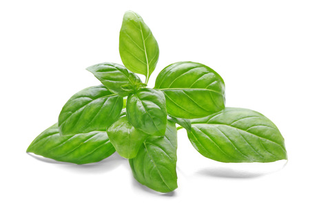 Basil leaves, isolated on whiteの写真素材