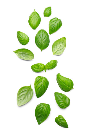 Basil leaves, isolated on whiteの写真素材