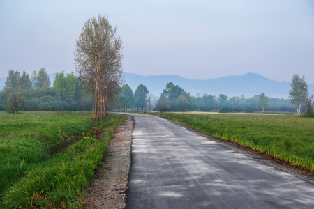 Foggy morning in meadowの写真素材