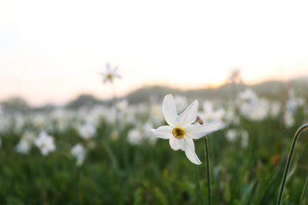 Beautiful narcissus flowers on meadowの写真素材