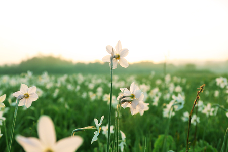 Beautiful narcissus flowers on meadowの写真素材
