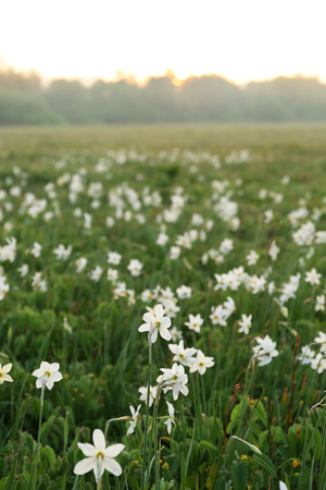 Beautiful narcissus flowers on meadowの写真素材