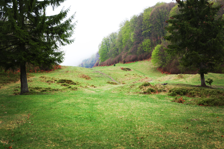 Beautiful green forest meadowの写真素材