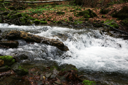 Small river in forestの写真素材