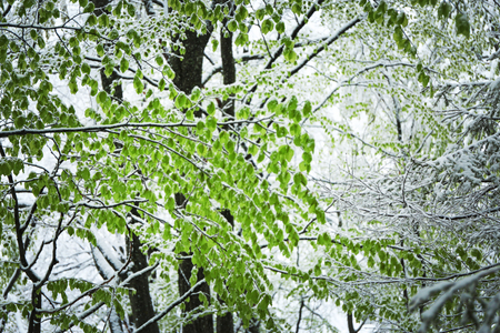Branches of tree at wintertimeの写真素材