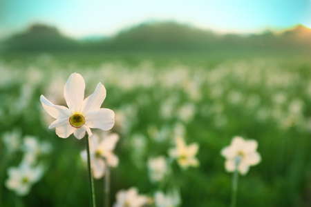 Beautiful narcissus flowers on meadowの写真素材