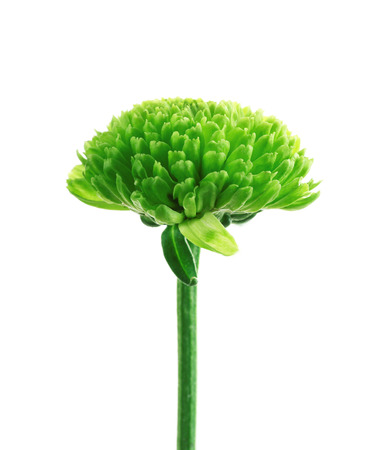 Green chrysanthemum, isolated on whiteの写真素材