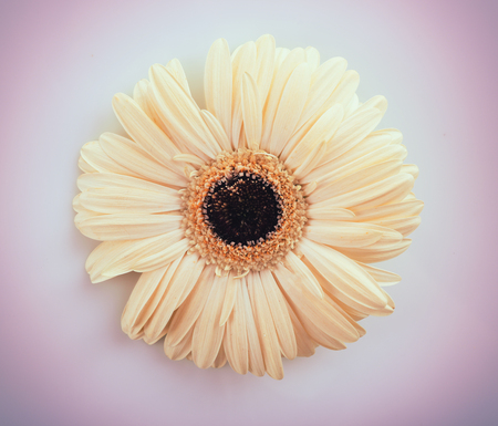 White gerbera on white backgroundの写真素材