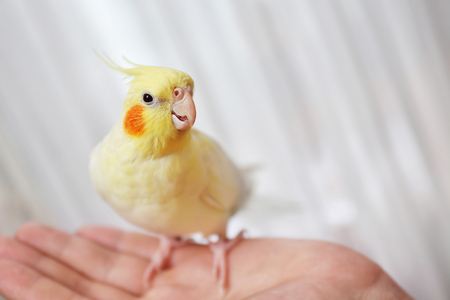 Yellow cockatiel on female hand